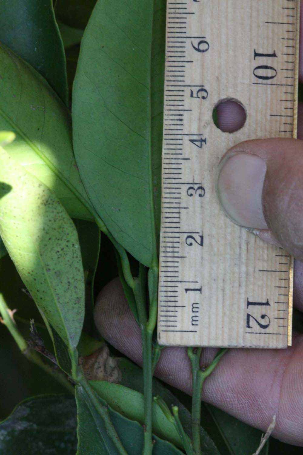              Unifoliolate leaf (Riverside, CA)       